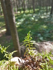 Thuidium delicatulum