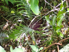 Asplenium appendiculatum appendiculatum