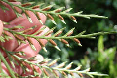 Asplenium appendiculatum appendiculatum