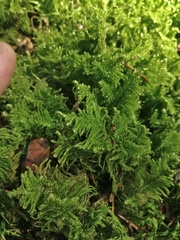 Thuidium delicatulum