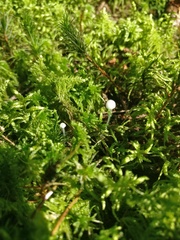 Thuidium delicatulum