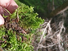 Thuidium delicatulum