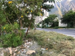Tecoma stans