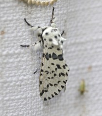 Kamalia australis