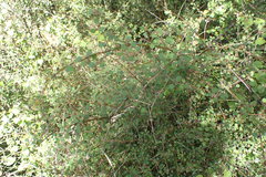 Teucrium parvifolium