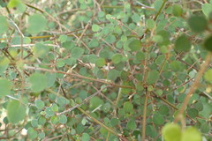 Teucrium parvifolium