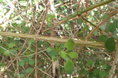 Teucrium parvifolium