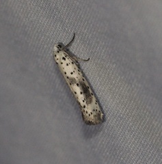 Yponomeuta irrorellus