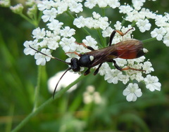 Ichneumon gracilentus