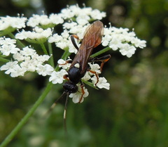 Ichneumon gracilentus