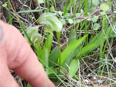 Pterostylis areolata