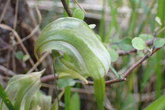 Pterostylis areolata