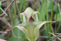 Pterostylis areolata