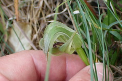Pterostylis areolata
