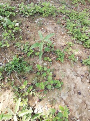 Solanum elaeagnifolium