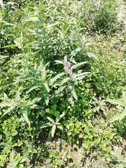 Solanum elaeagnifolium