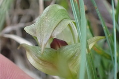 Pterostylis areolata