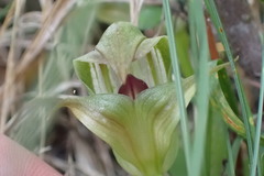 Pterostylis areolata