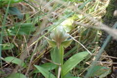 Pterostylis areolata