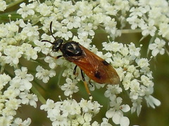 Arge cyanocrocea