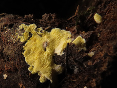Antrodiella citrinella