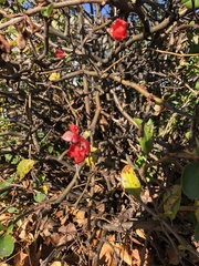 Chaenomeles japonica