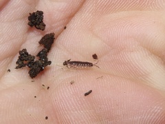 Chaetophiloscia sicula