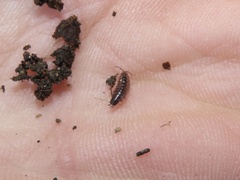 Chaetophiloscia sicula