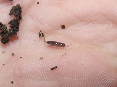 Chaetophiloscia sicula