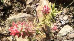 Castilleja arvensis arvensis