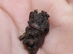 Chaetophiloscia sicula