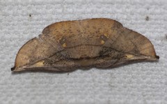 Xenomusa metallica