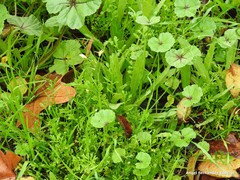 Diplotaxis catholica