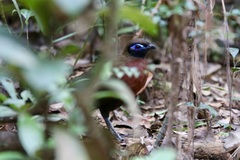 Coua serriana