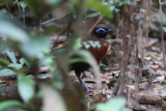 Coua serriana