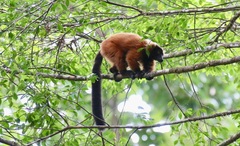 Varecia rubra