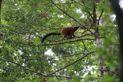 Varecia rubra
