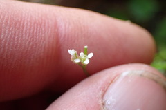 Cardamine integra