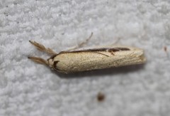 Compsotorna oligarchica