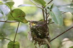 Xanthomixis zosterops