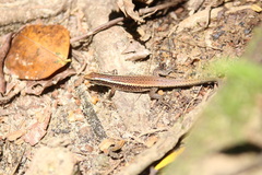 Zonosaurus madagascariensis