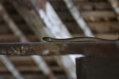 Ithycyphus