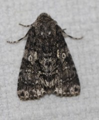 Turnerinycta phaeocosma