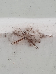 Philodromus aureolus