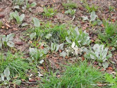 Cynoglossum cheirifolium
