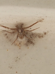 Philodromus aureolus