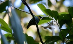 Ploceus nelicourvi