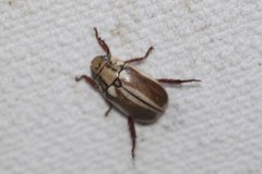 Anoplognathus abnormis