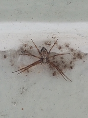 Philodromus aureolus