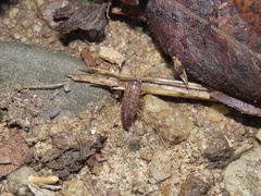 Chaetophiloscia sicula